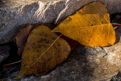 Close-up of yellow leaf