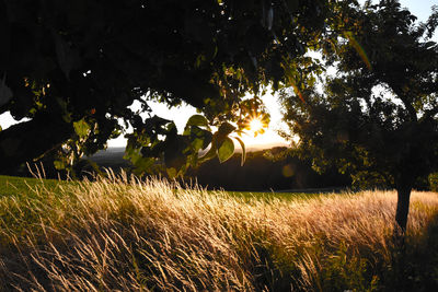 Scenic view of field against sky at sunset