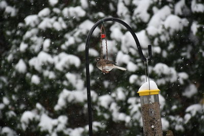 Bird perching, swinging on snow covered feeder