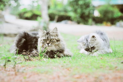 Portrait of cat relaxing on field