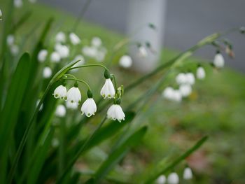 Close-up of snowdrop flowers