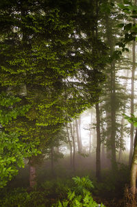 Trees in forest