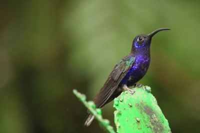 Close-up of bird perching on leaf