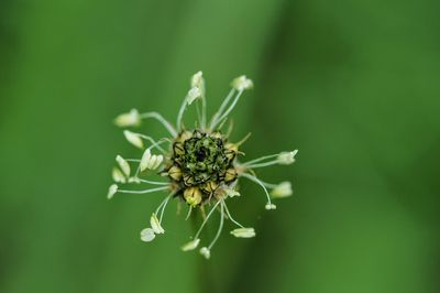 Close-up of insect on flower