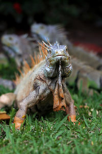 Portrait of iguana on field