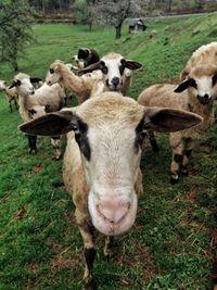 High angle portrait of sheep standing on grassy field