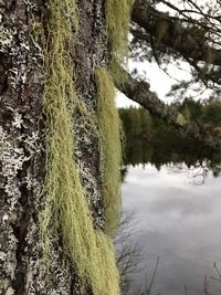 Close-up of tree trunk by lake