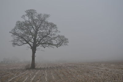 Tree on landscape against clear sky