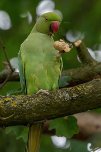 Close-up of parrot perching on branch