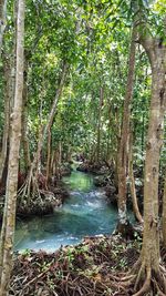 Scenic view of river amidst trees in forest