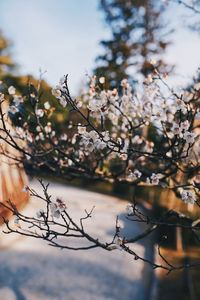 Low angle view of cherry blossoms against sky