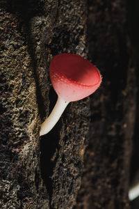 Close-up of red mushroom growing on tree trunk