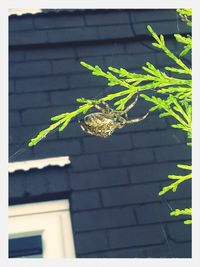 Plant growing on brick wall