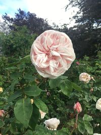 Close-up of pink rose