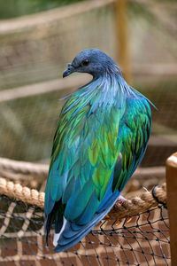 Close-up of bird perching on wood