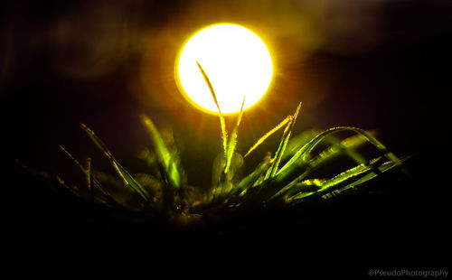 Close-up of illuminated plant against black background