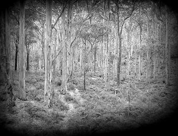 Trees in forest