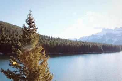 Scenic view of lake by trees against sky