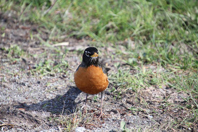 Close-up of bird perching on a field