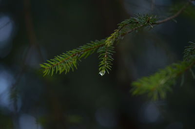 Close-up of fresh green leaves