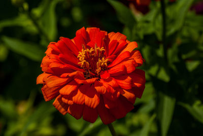 Close-up of red flower