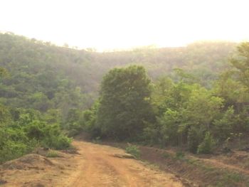 Road passing through forest