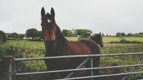 Horses standing in pen against clear sky