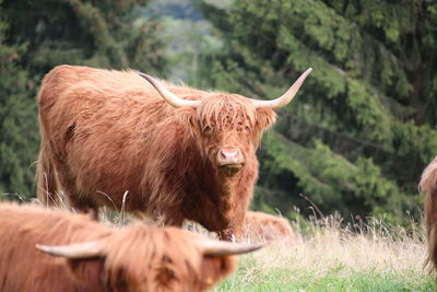 Highland cattle standing on field