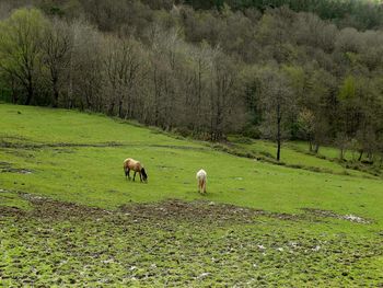 Sheep grazing in a field