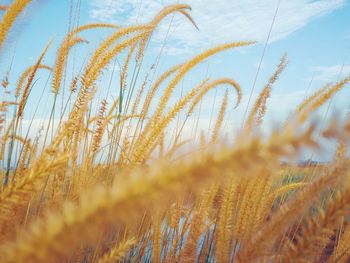 Close-up of stalks in field against sky