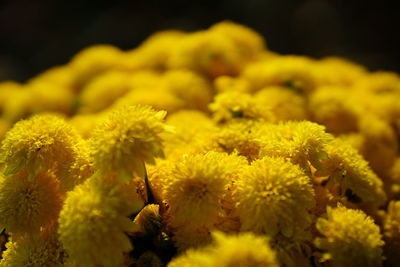 Close-up of yellow flowering plant