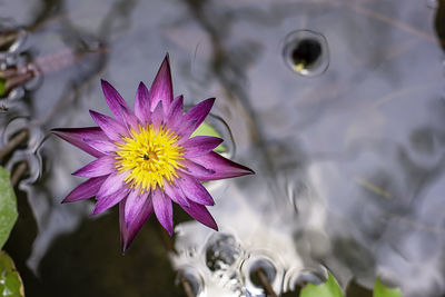 Close-up of purple lotus water lily in lake