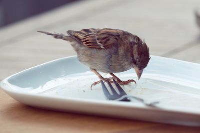 Close-up of sparrow on plate