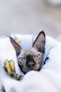Kitten wrapped in towel