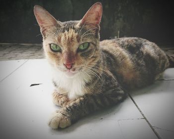 Close-up portrait of cat sitting on floor