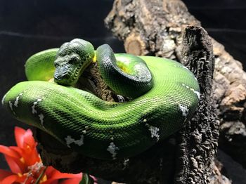 Close-up of lizard on tree