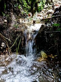 Scenic view of waterfall in forest