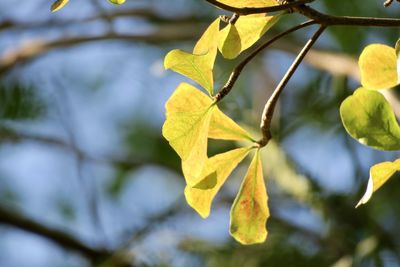 Close-up of yellow leaves against blurred background