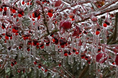 Close-up of frozen plant