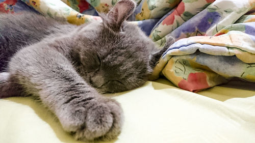 Close-up of cat sleeping on bed