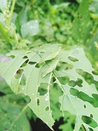 Close-up of raindrops on leaves