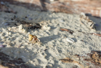 Close-up of insect on sand at beach