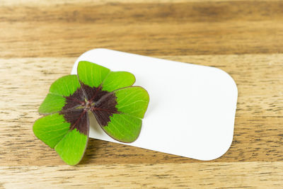 Close-up of green plant on table