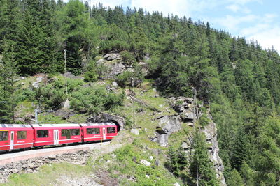 Scenic view of forest against sky