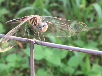 Close-up of insect perching on plant