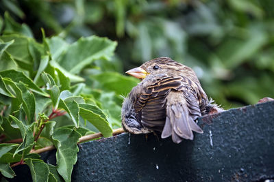 Close-up of bird perching on a plant