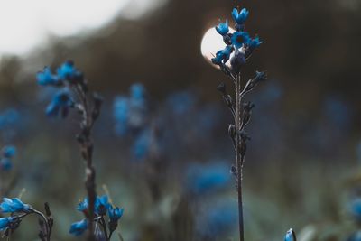 Close-up of wilted plant