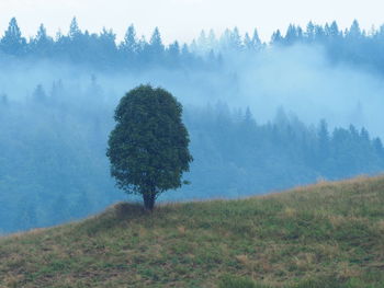 tree