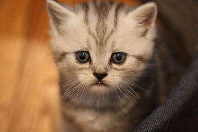 Close-up portrait of kitten