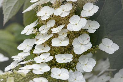 Close-up of white hydrangea flowers